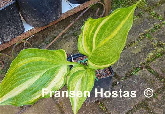 Hosta Mr. Mister