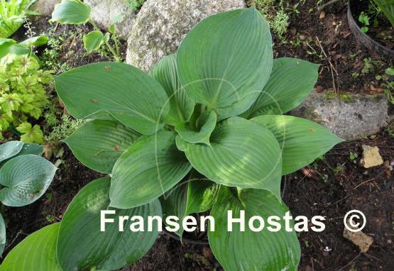 Hosta Mr. Big
