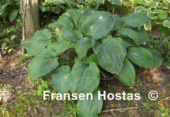 Hosta Mr. Big