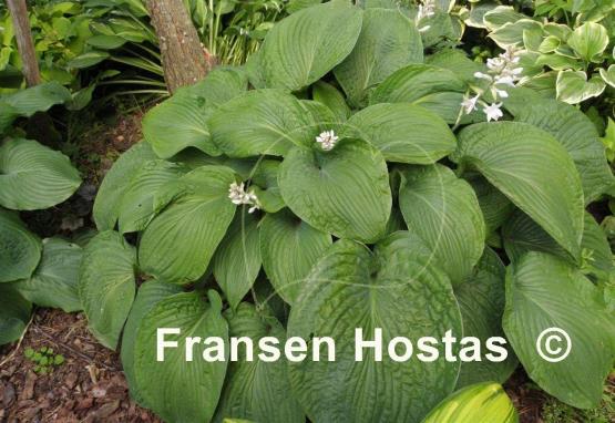 Hosta Mr. Big