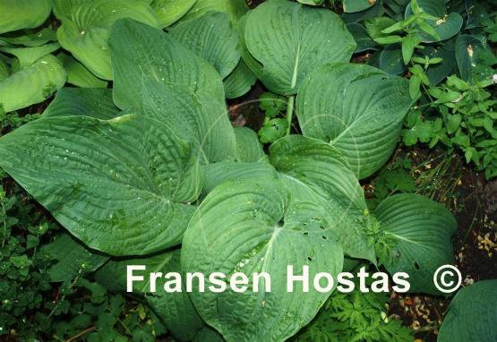Hosta Mr. Big