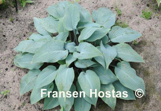 Hosta Mr. Blue