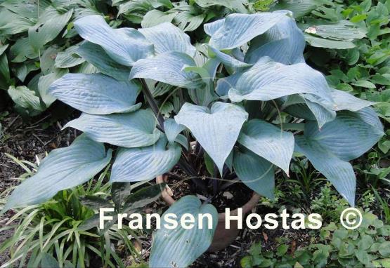 Hosta Mr. Blue