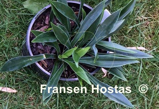 Hosta Mr. Green Jeans