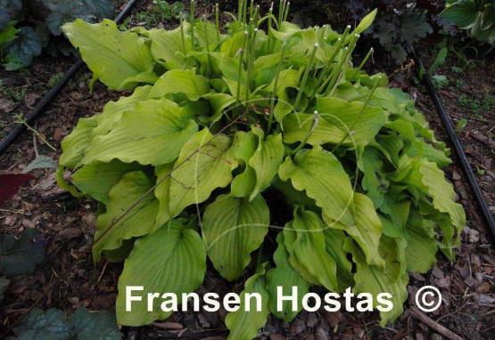 Hosta Mrs. Minky