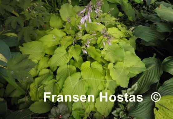 Hosta Mrs. Minky