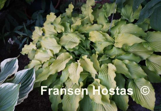 Hosta Mrs. Minky