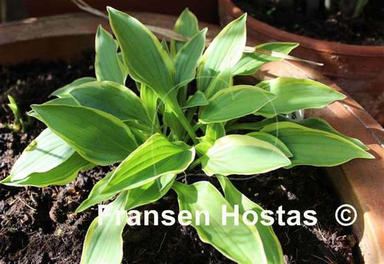 Hosta Muffie