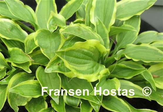Hosta Muffie