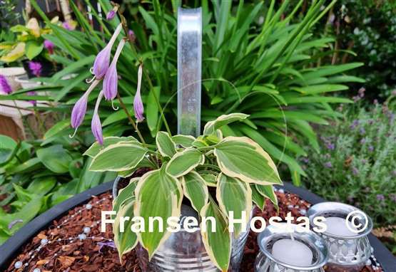 Hosta Muffie