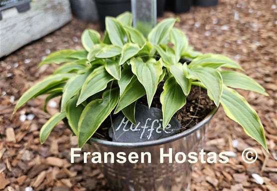 Hosta Muffie