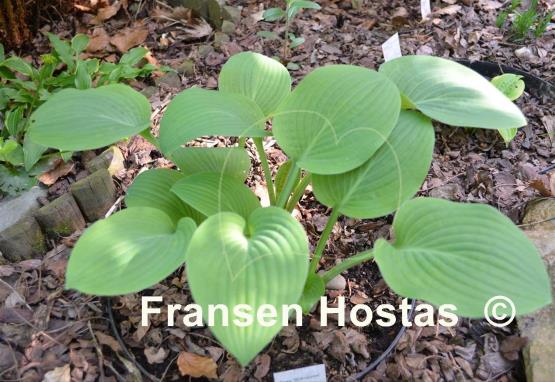 Hosta Mukuyama