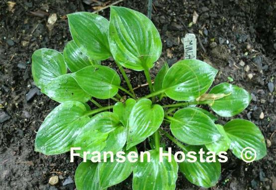 Hosta Mulah