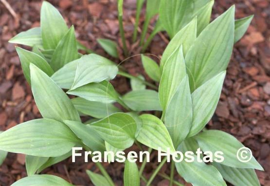 Hosta Munchkin