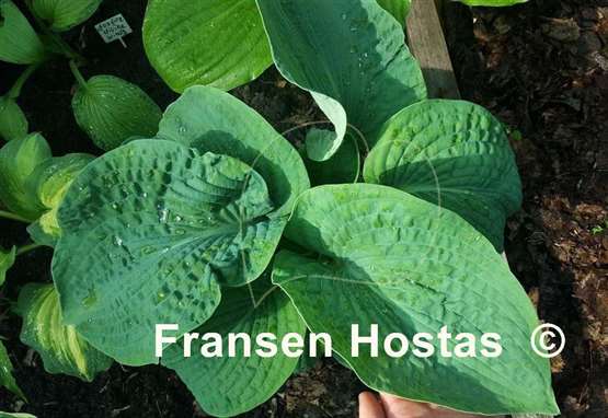 Hosta Muriel Seaver Brown