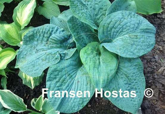 Hosta Muriel Seaver Brown