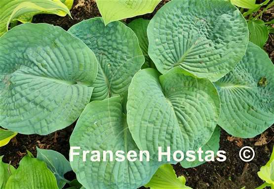 Hosta Muriel Seaver Brown
