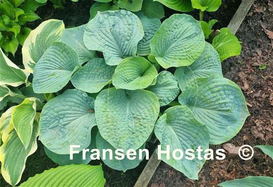 Hosta Muriel Seaver Brown
