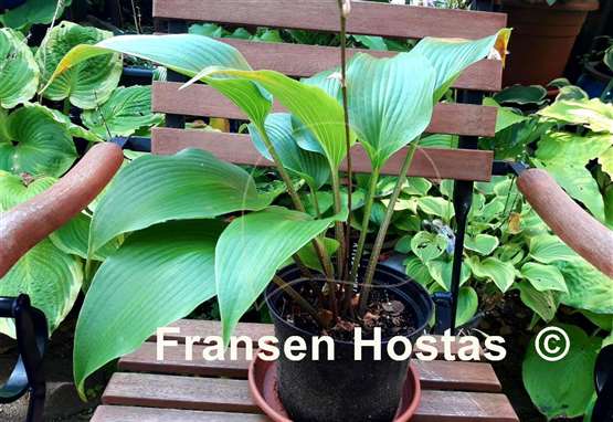 Hosta Mustang Sally