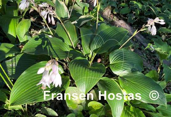 Hosta Mustang Sally