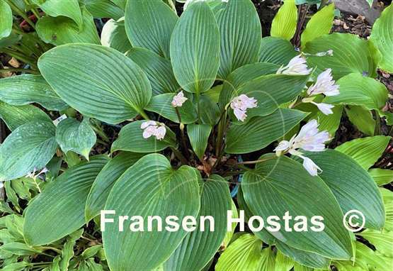 Hosta Mustang Sally