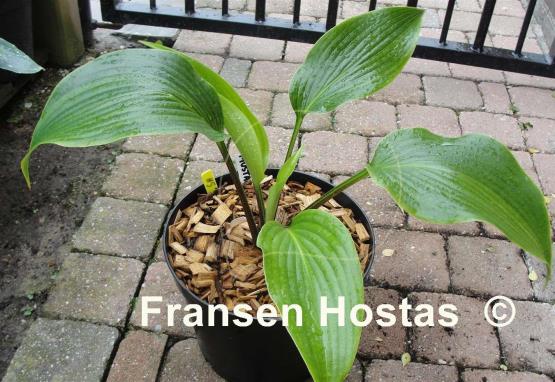 Hosta Mustang Sally
