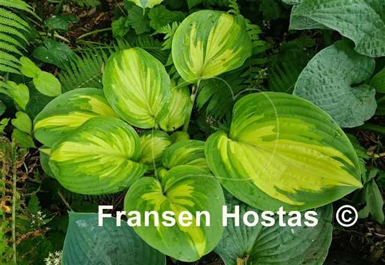 Hosta My Child Insook
