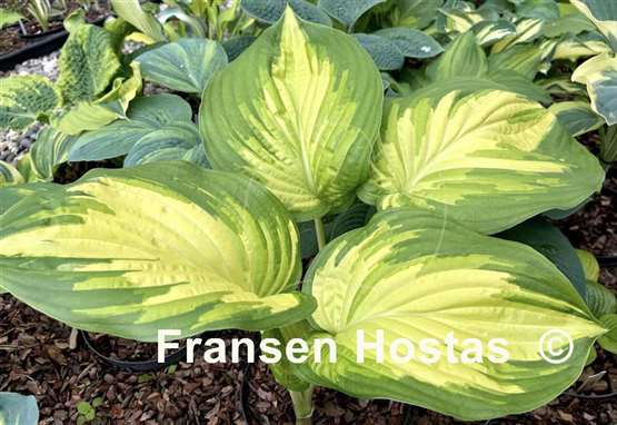 Hosta My Child Insook