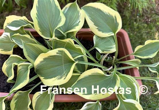 Hosta My Marianne