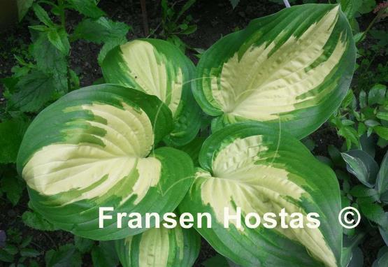 Hosta My Child Insook