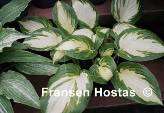 Hosta My Child Insook