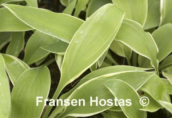 Hosta My Cup of Tea