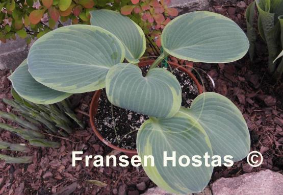 Hosta My Friend Nancy