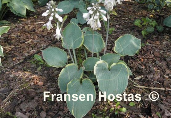 Hosta My Friend Nancy