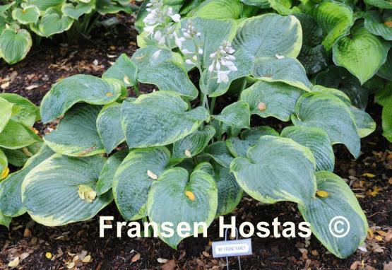 Hosta My Friend Nancy