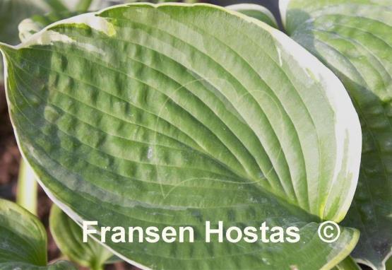 Hosta My Friend Nancy
