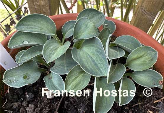 Hosta Mystic Mouse