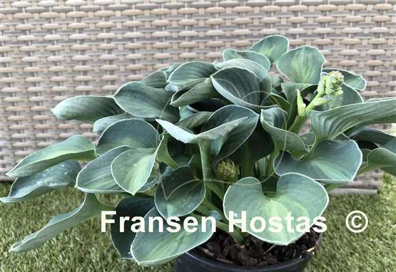 Hosta Mystic Mouse