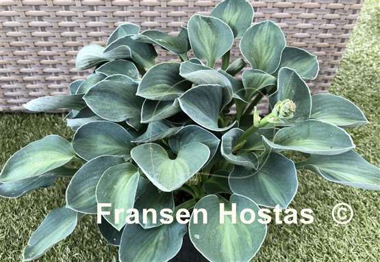 Hosta Mystic Mouse