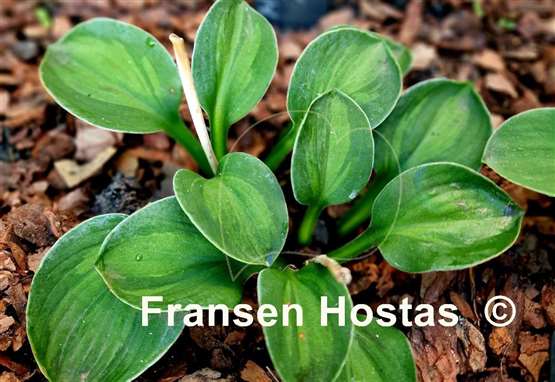 Hosta Mystic Mouse