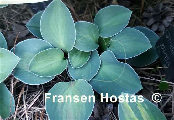 Hosta Mystic Mouse