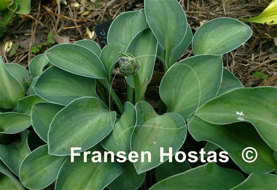 Hosta Mystic Mouse