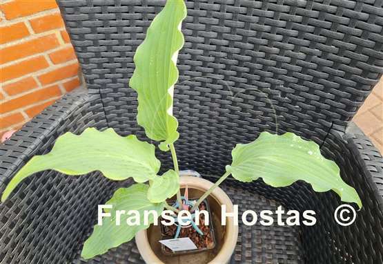 Hosta Mystic Seaport