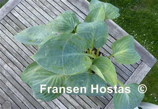 Hosta Mystic Star