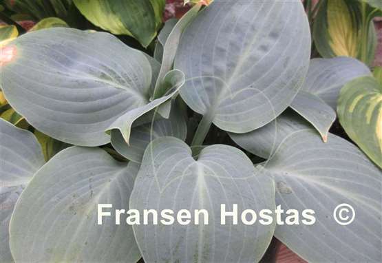 Hosta Mystic Star