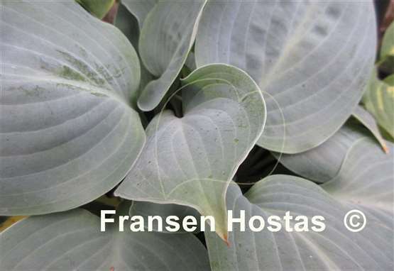 Hosta Mystic Star