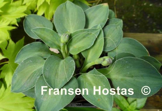 Hosta Mystic Mouse