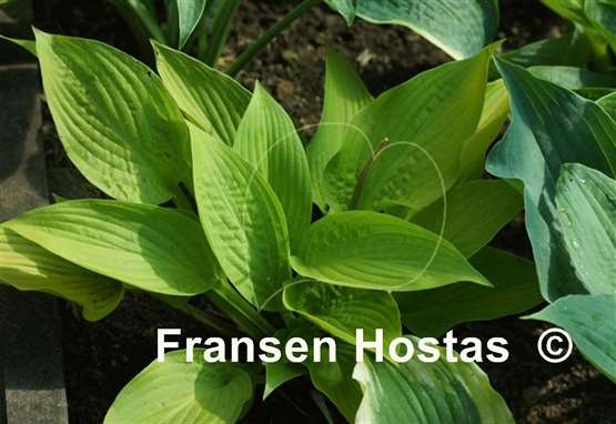 Hosta madam