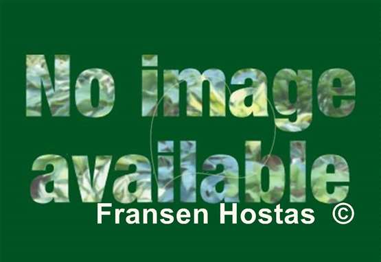 Hosta milk and honey