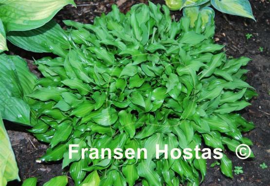 Hosta minor